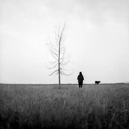 一片荒野,一棵树,一个人,一头牛