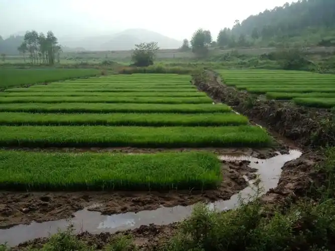 建设美丽乡村——垦造水田篇(一百)