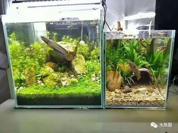 几个雷龙造景缸及雷龙饲养经验分享一入雷龙难以自拔