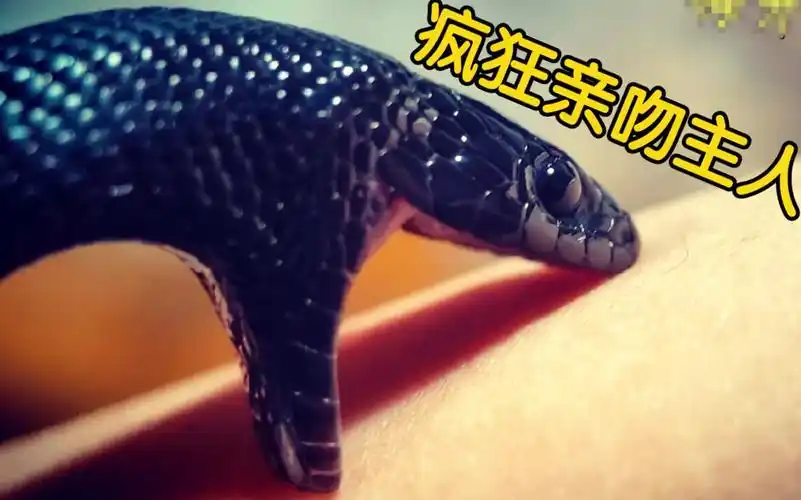 墨西哥黑王蛇记小黑第一次绞杀绞的挺温柔的之后疯狂