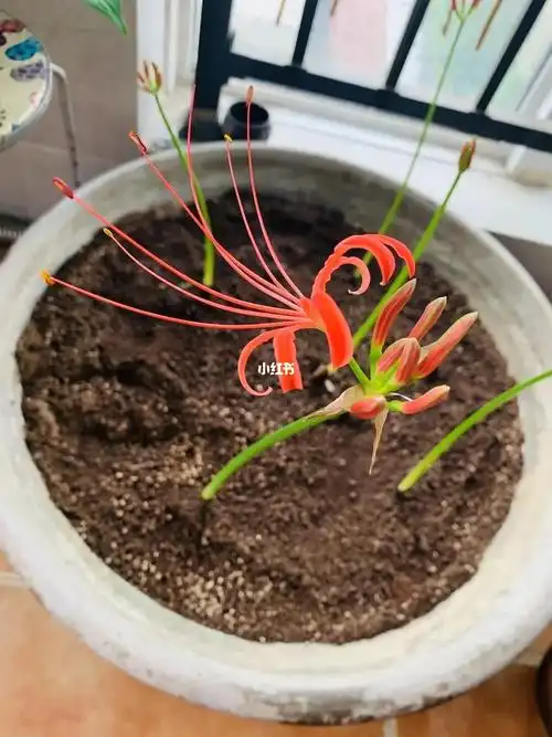 彼岸花发芽开花的生长过程