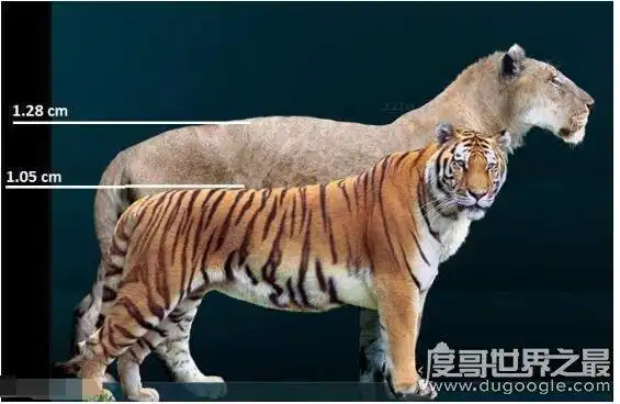残暴狮vs剑齿虎谁更大,残暴狮(它们是历史上最大的猫科动物) - 未解之