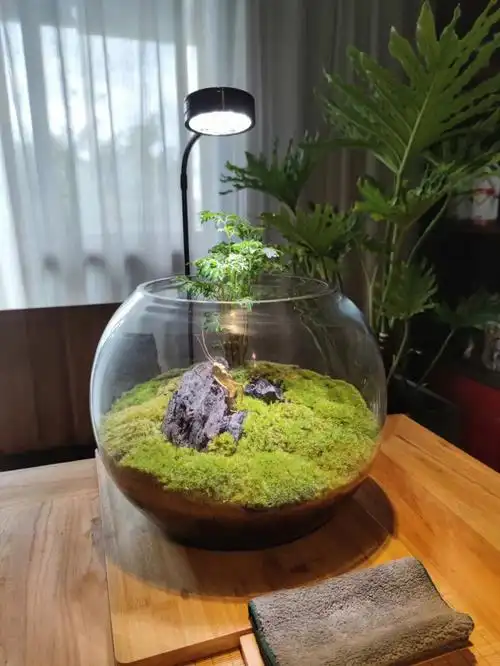 一个苔藓缸的诞生