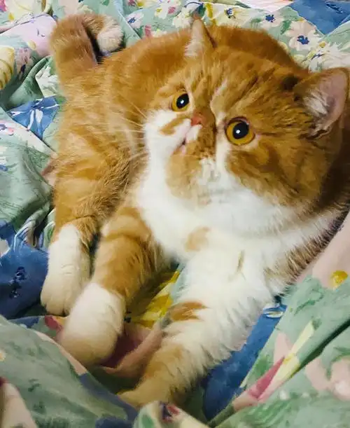 6.胖胖-钱蓓婷5.吴圆圆-吴哲晗4.吴团团-吴哲晗3.希尔顿-许佳琪2.