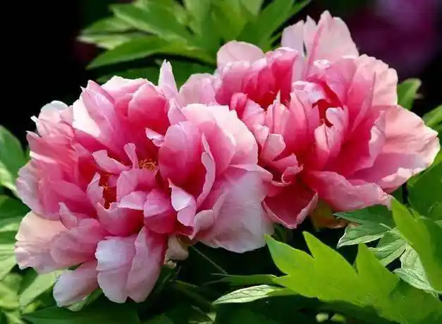 大年初六,送你66朵牡丹花,祝你花开富贵,如意吉祥!_好运