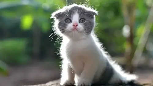 可爱的小猫,毛茸茸的猫 壁纸 - 1920x1080