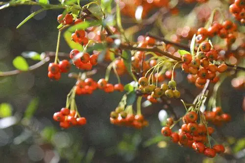 秋天是多彩的季节红色橙色的果子红枫黄花绿叶