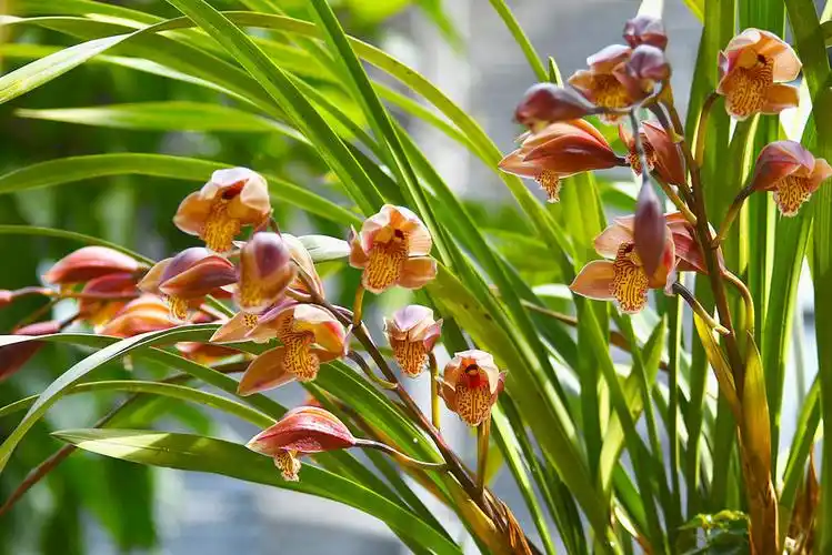 兰花之最--虎头兰查看大图曝光:1/320 sec光圈:f1快门:1.