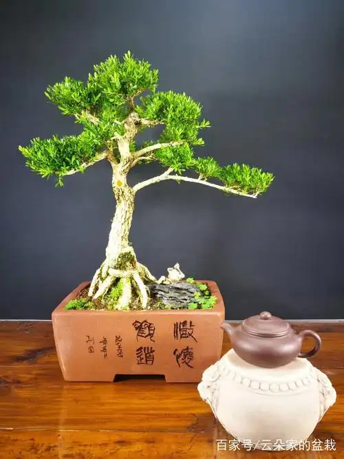 几盆雀舌黄杨盆景,大家觉得哪盆更漂亮一些