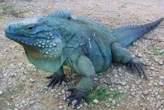 蓝岩鬣蜥长达2米寿命很长可达69年