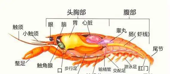 神经节等等器官,而小龙虾中的脑,胃,心脏,消化腺这些部位都是比较脏的
