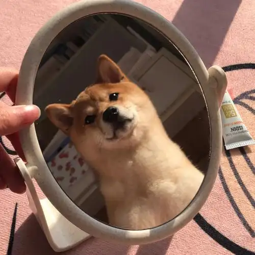 柴柴也爱照镜子～