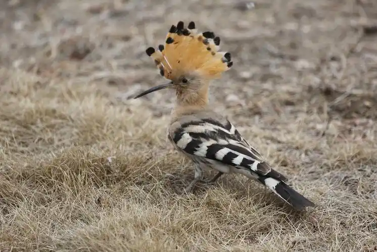 湖北恩施发现一种怪鸟,头上戴羽冠,尖嘴细长,相传此为阳雀马