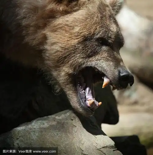 棕熊,张开嘴咆哮