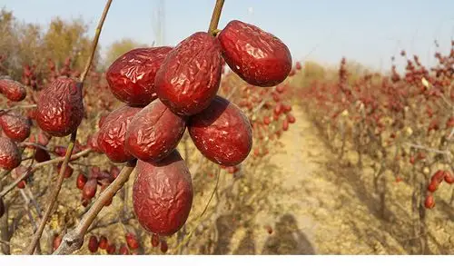 新疆特产红枣 做原产地最好的供货商