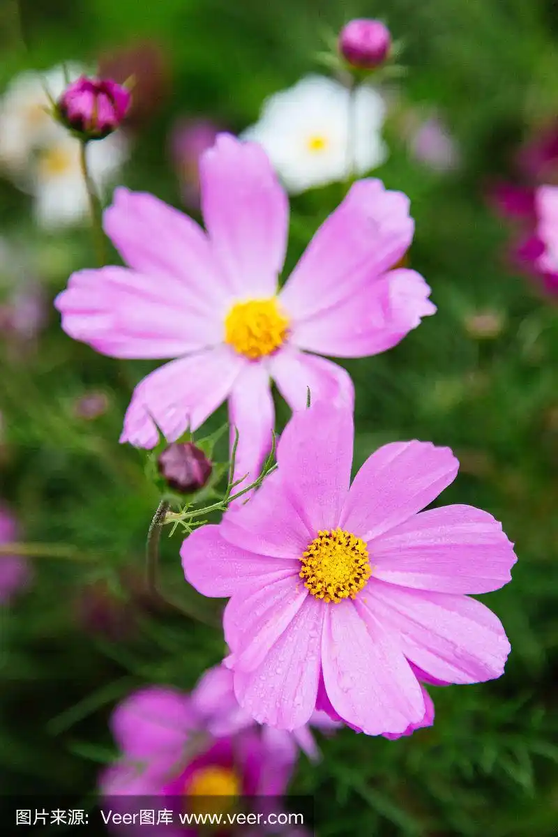 大波斯菊,粉色,垂直画幅,留白,夏天