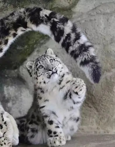 雪豹宝宝怎么可以这么可爱