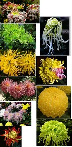 菊花颜色不同是不是药用价值也不同?