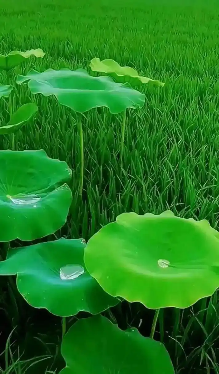 淡雅清新绿色壁纸,养眼超治愈!