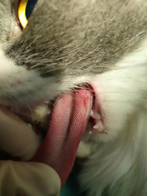 猫舌头烂了一块