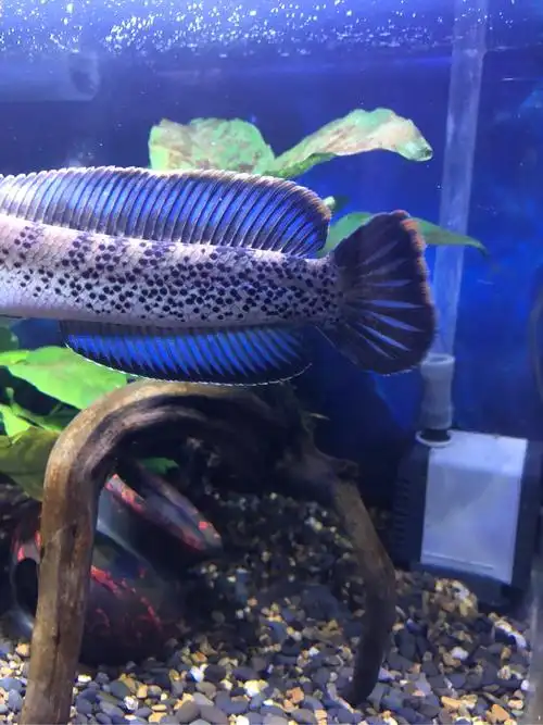 晒一下鬼王 - 雷龙斗鱼 - cta南美水族 - powered by discuz!