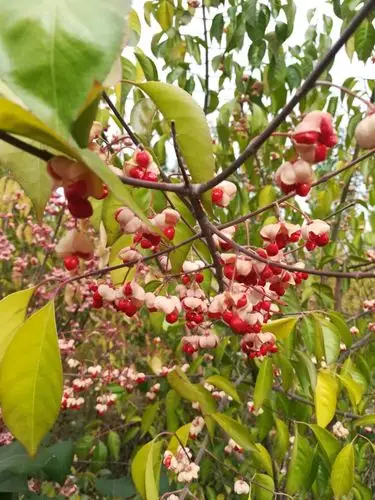 丝棉木的果实,绽放后的美丽