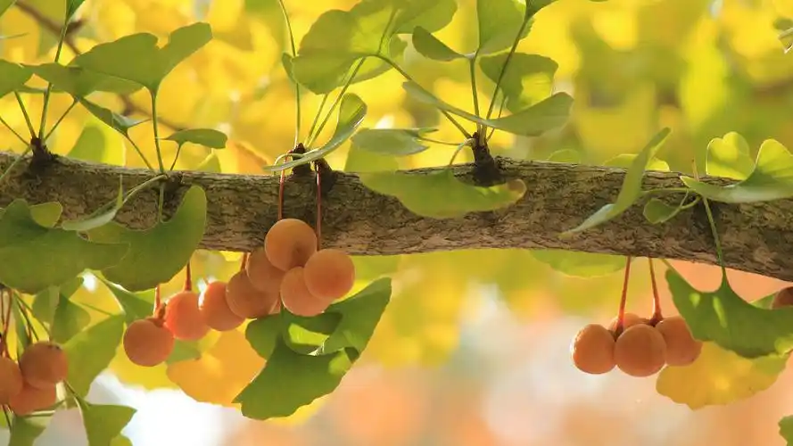 唯美银杏树|摄影|风光摄影|景致唯美 - 原创作品 - 站酷 (zcool)