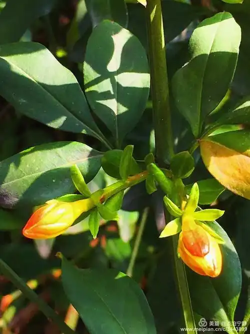 哇噻,第一次发现迎春花的花骨朵儿,长的这么萌萌哒