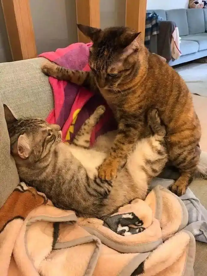 猫咪开车喵呜污污污污污