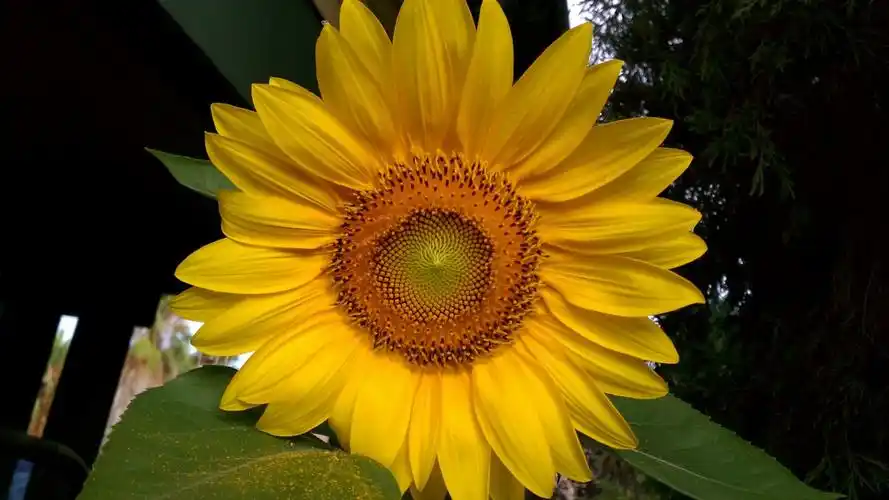 金黄色的向日葵图片-花卉壁纸-高清花卉图片-第6图-娟娟壁纸