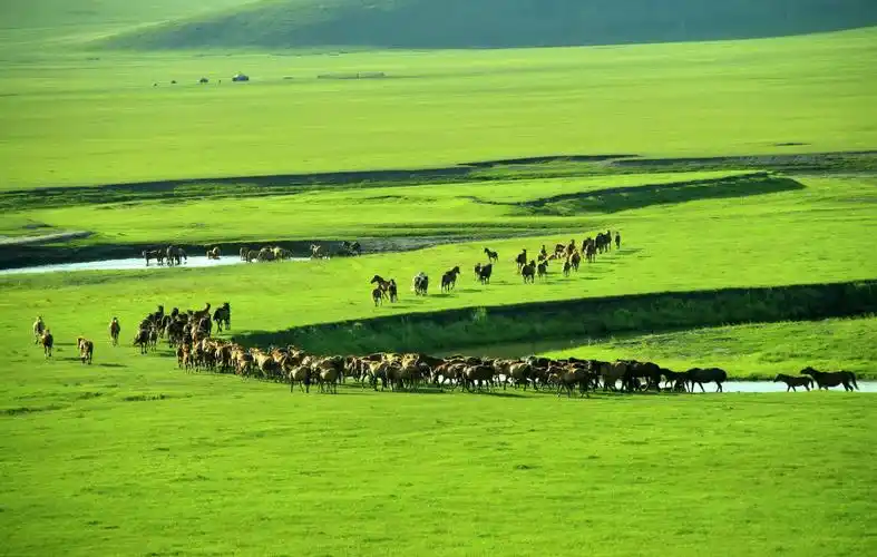 呼伦贝尔大草原