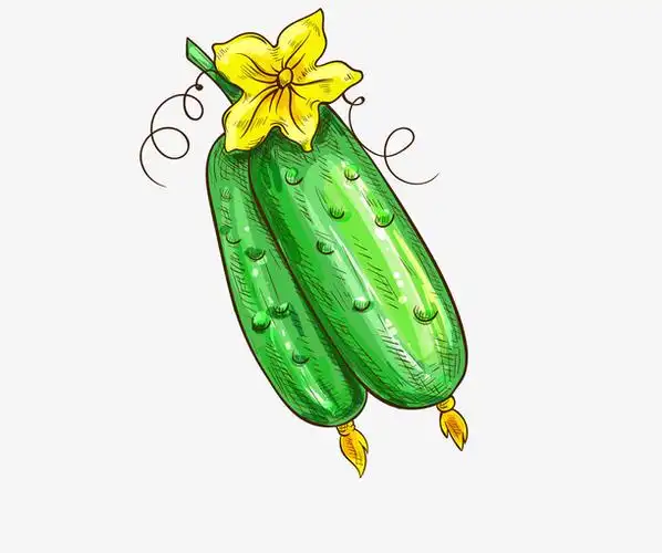 矢量卡通手绘嫩丝瓜png