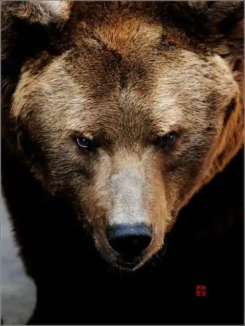 深邃的动物眼神