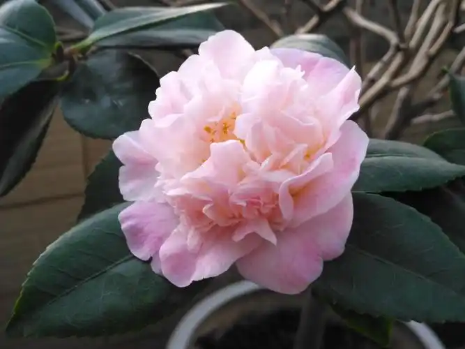 其它 山茶花韵 写美篇己亥腊月廿五日登鸣 凤山 观赏茶花有感七首 一