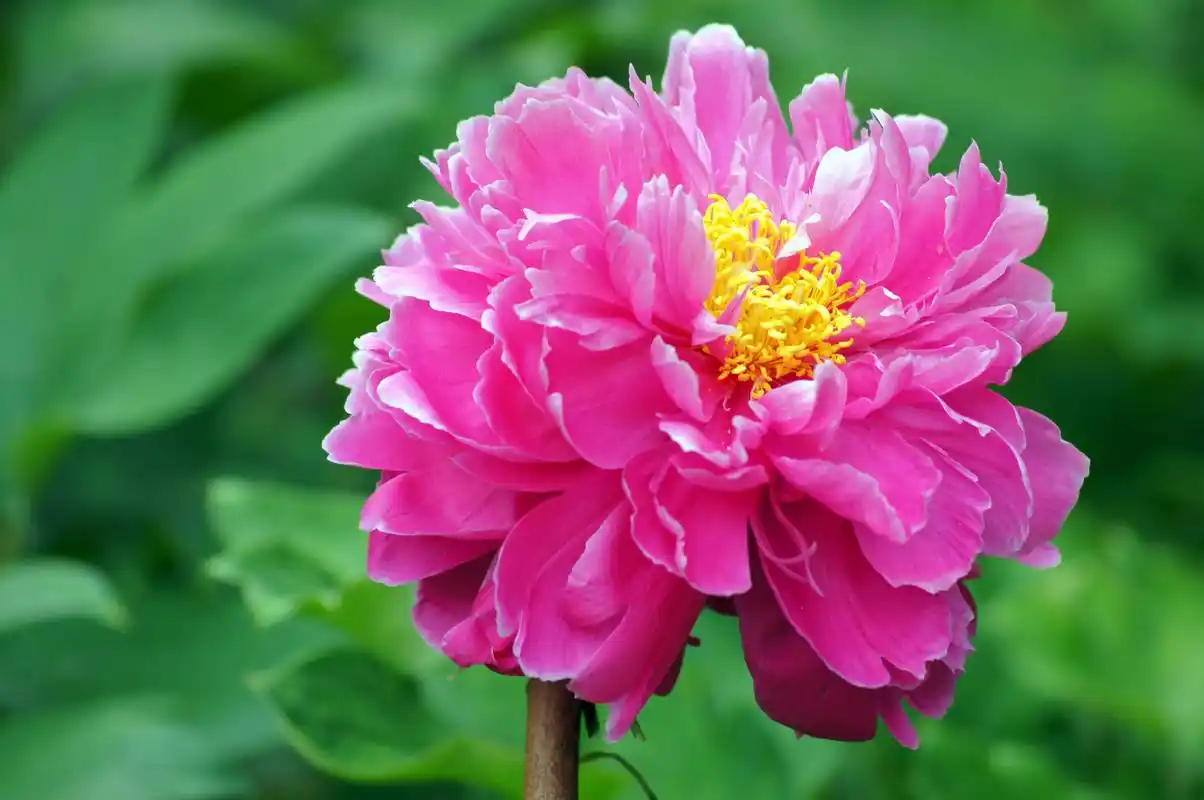 粉色牡丹花图片牡丹花卉鲜花花朵牡丹花