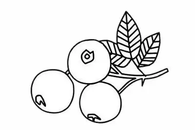 超简单山楂简笔画