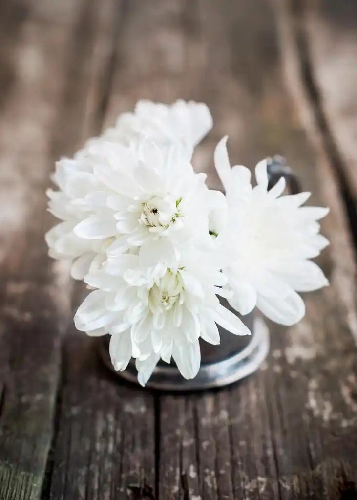 在一束白菊花,在一束白色的花菊花