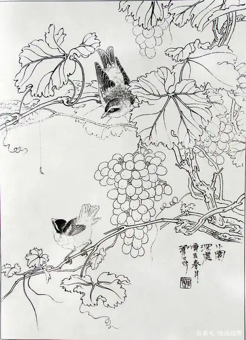 干货!40张高清花鸟白描线稿,艺术家们快收藏起来,留着周末画