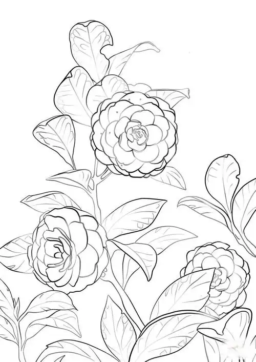 山茶花简笔画山茶花怎么画简笔画图片