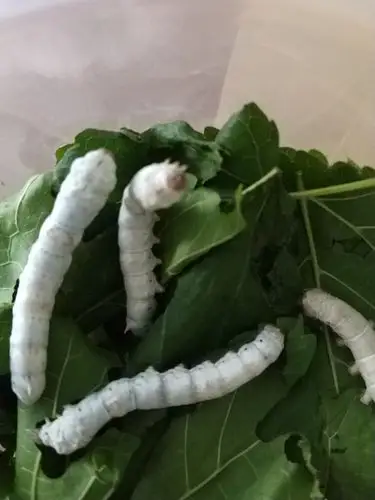 其它 蚕宝宝的成长过程  写美篇五龄蚕 在进行最后一次退皮后变成了