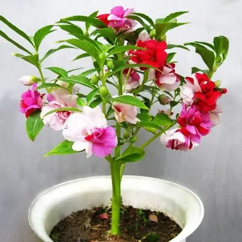 七彩凤仙花盆栽花草指甲花室内阳台四季植物花卉种子易种易活种子