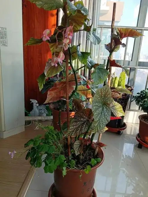 竹节海棠这样养,花开不断,人见人爱,太漂亮了!