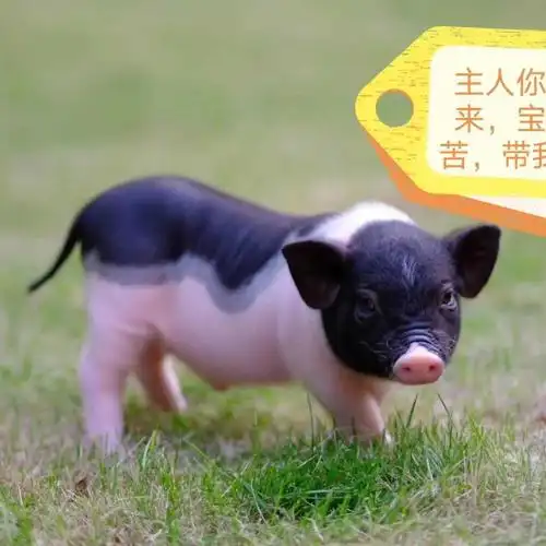 抖音快手网红宠物活体小香猪,!送大礼包可以图片视频自己选