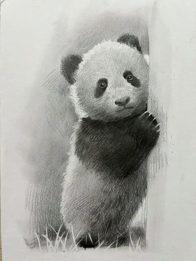 超可爱的熊猫宝宝 素描动物 图片倒序.觉得很像等妈妈的小孩～ - 抖音