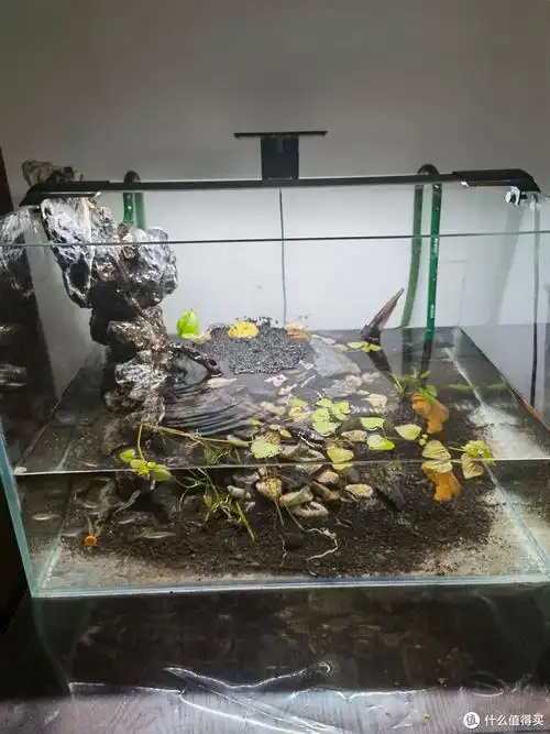 一只黄金角蛙豪宅鱼缸养角蛙与原生鱼