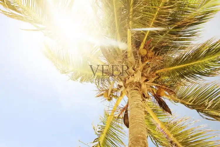 与太阳的可可椰子树向上看法发出光线来通过叶子.