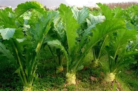 具体功效有提神醒脑,芥菜含有大量的抗坏血酸,是活性很强的还原物质