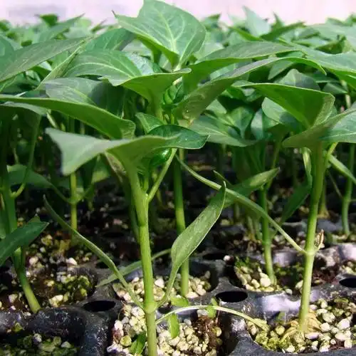 彩色红甜椒辣椒种子种籽苗彩椒菜苗蔬菜秧苗四季秧灯笼椒菜椒幼苗