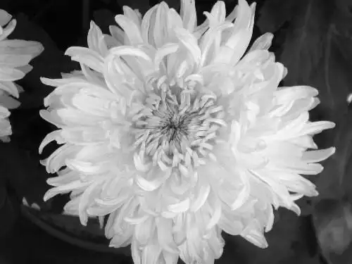 依韵赓和李殿仁将军痛悼张士平先生