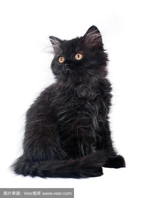 黑色,小猫,英国长毛猫,波斯猫,垂直画幅